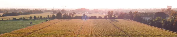 Maize field at sunset